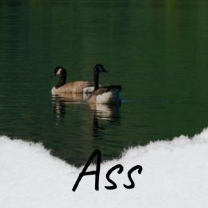 Listen to Ass song with lyrics from Diaa Arvy