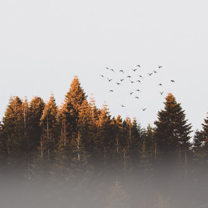 Listen to Present Gratitude song with lyrics from Deep Sleep Music Experience