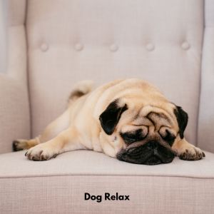 Dog Music Experience的專輯Dog Relax