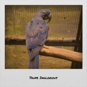 Listen to Violet Myocardium song with lyrics from Jemal Dilson