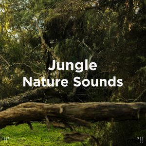 收聽Deep Sleep的Piano Nature Sounds歌詞歌曲