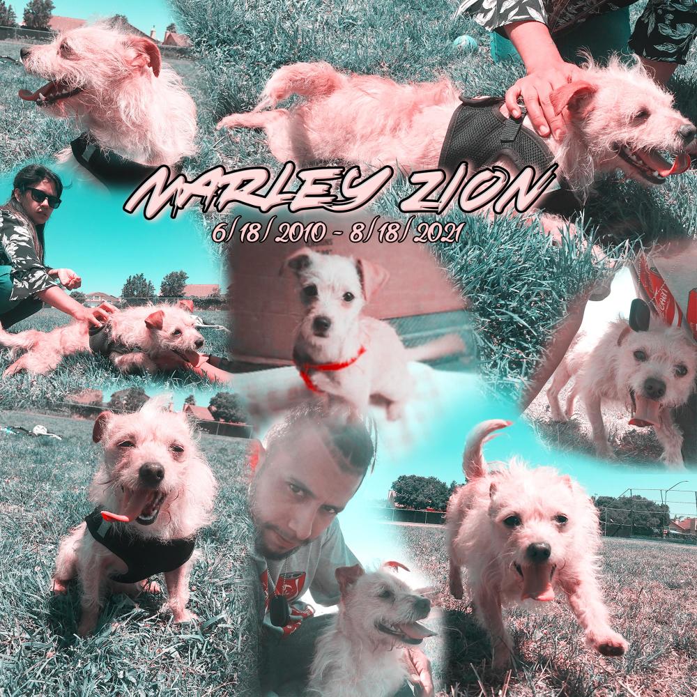 Man's Best Friend (Explicit)