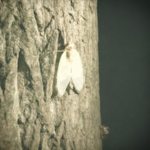 Dengarkan Throwback lagu dari Linus dengan lirik