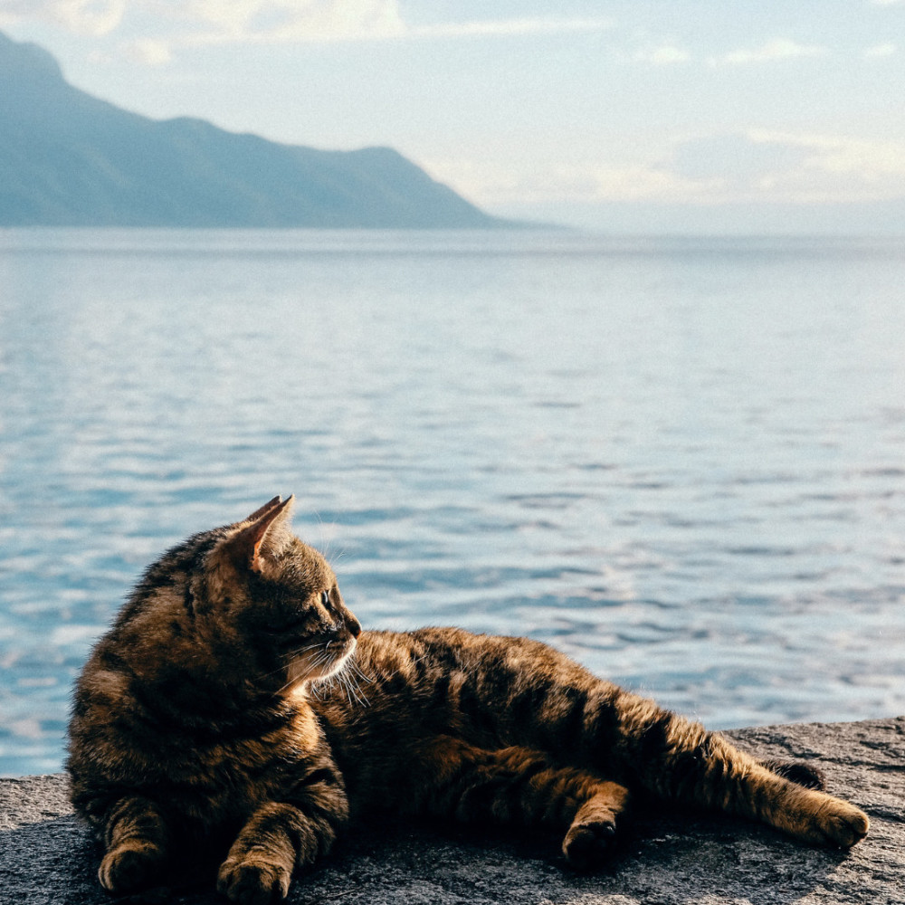 Feline Tranquility by the Sea