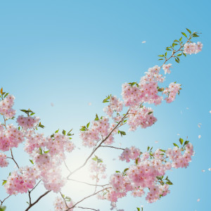 ดาวน์โหลดและฟังเพลง Zen Garden Songs พร้อมเนื้อเพลงจาก Spa Music Relaxation