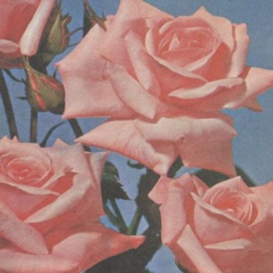 Dengarkan Rose (Explicit) lagu dari SbDSimon dengan lirik