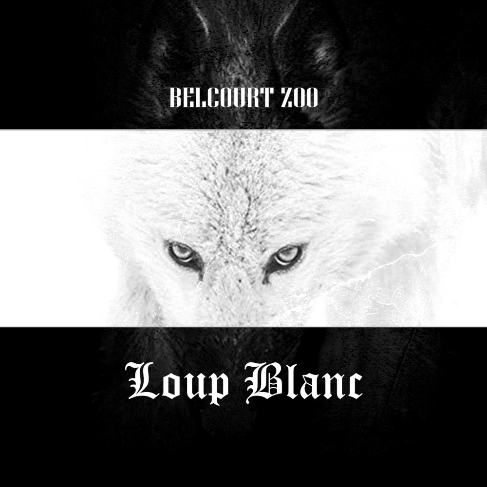 Loup blanc