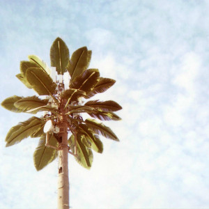 Listen to Muy Lento song with lyrics from Dromedarios Mágicos
