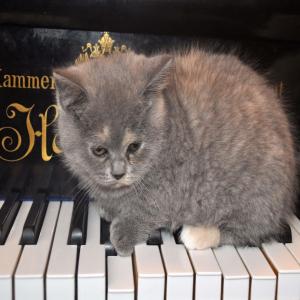 Dengarkan lagu The Rustle of Spring, OP 32, No.3 nyanyian Alex Zoghlin dengan lirik