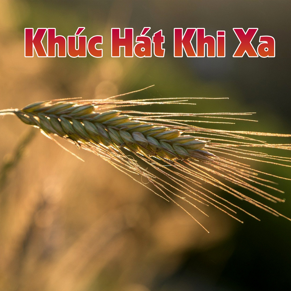 Tình người Trung du