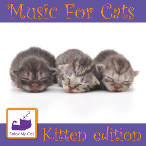 Dengarkan lagu Sock Drawer nyanyian RelaxMyCat dengan lirik