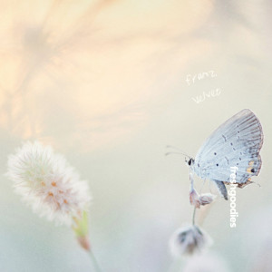 ดาวน์โหลดและฟังเพลง Velvet พร้อมเนื้อเพลงจาก franz.