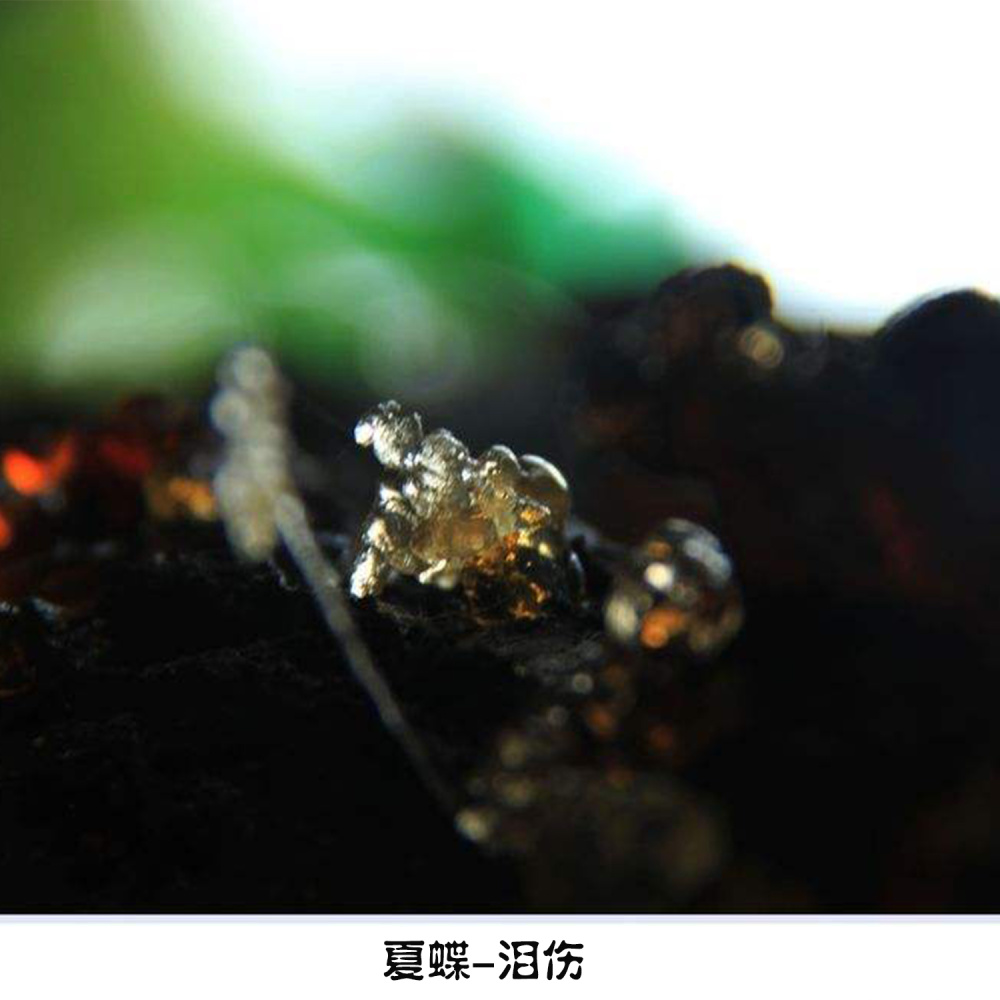 泪伤 (伴奏)