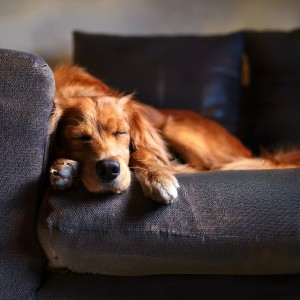 อัลบัม Música Para Perros: Ritmos Calmantes Para Relajación ศิลปิน acusticamente