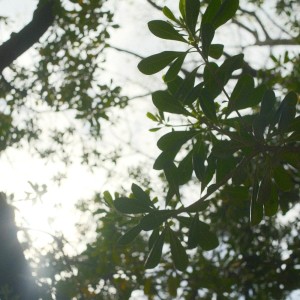 Banks的專輯evergreen