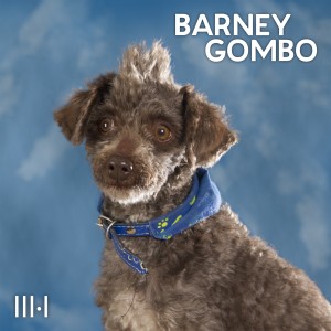 收听Barney Gombo的Préstame un Sentimiento歌词歌曲