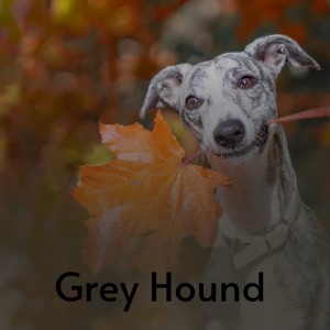 Album Grey Hound from 