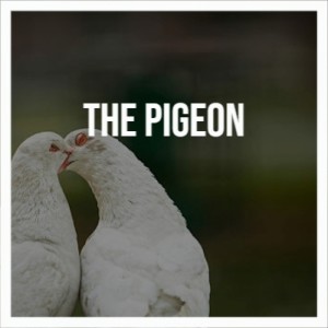 Various Artist的專輯The Pigeon