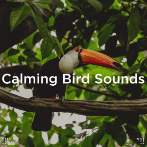 Dengarkan Rainforest Sounds With Sleep Music lagu dari Yoga dengan lirik