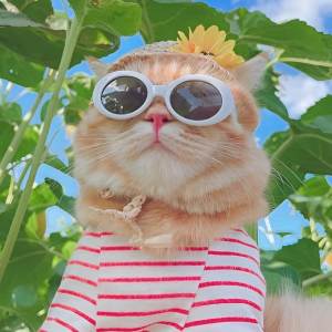 ดาวน์โหลดและฟังเพลง Nắng có mang em về (Sped Up) พร้อมเนื้อเพลงจาก Shartnuss