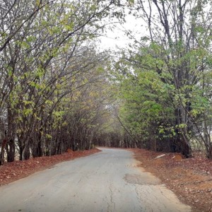 ดาวน์โหลดและฟังเพลง Só Louco พร้อมเนื้อเพลงจาก Thiago Nani