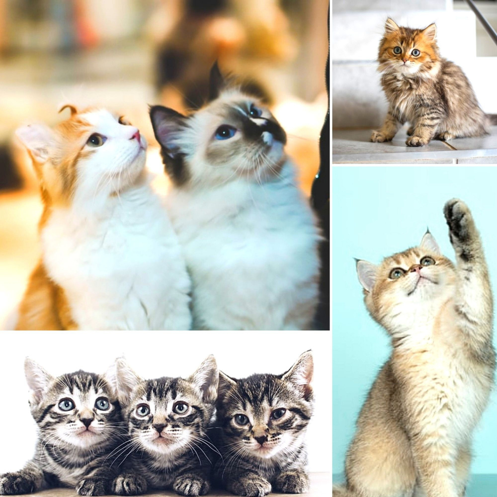 Superlative Ambiance for Afternoon Cats