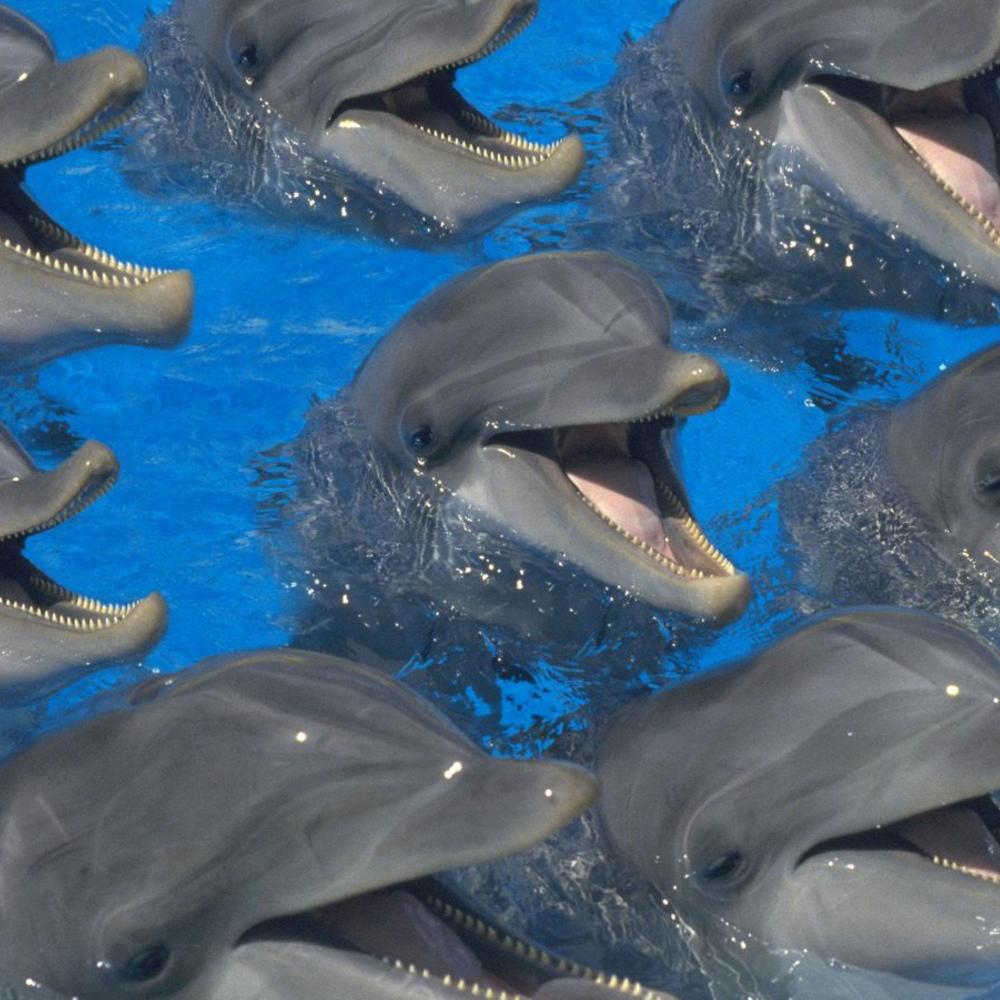 Dolphin