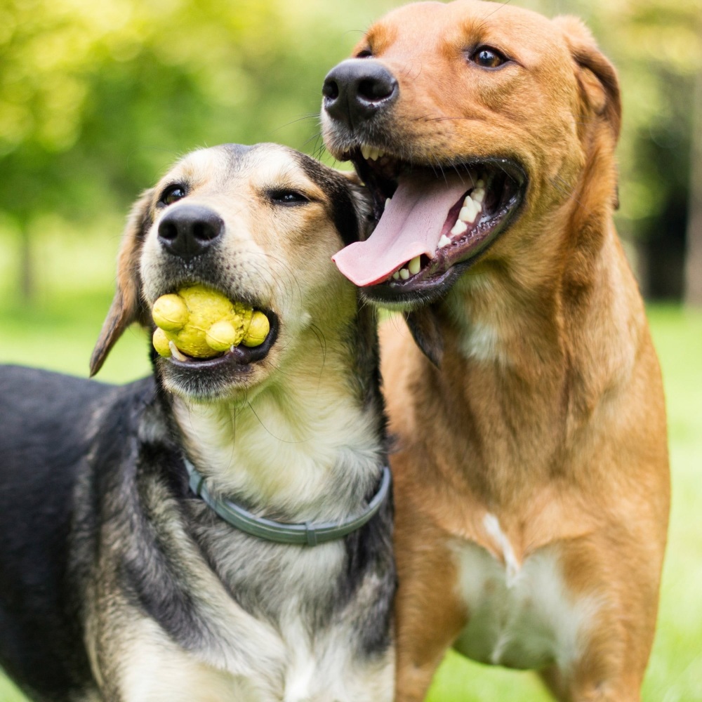 Soft Sounds for Dog Comfort