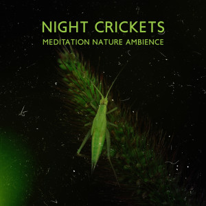 Night Crickets (Meditation Nature Ambience and Lullabies for Deep Sleep)