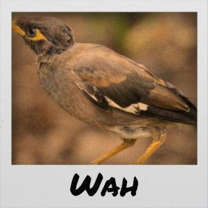 Listen to Gould Bollard song with lyrics from Eris Pulin