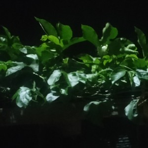 收听Ijah的Jangan kau hancurkan歌词歌曲