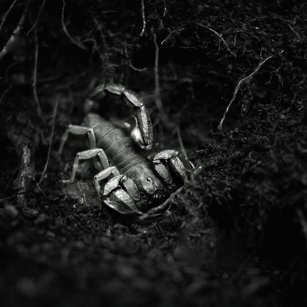 VENOM MODE 1