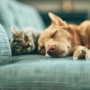 อัลบัม Dream Night: Hip Hop Beats for Pets ศิลปิน Lofi Radiance