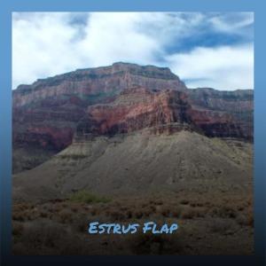 Album Estrus Flap oleh Various