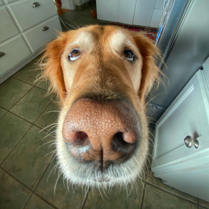 ดาวน์โหลดและฟังเพลง Happy Dog พร้อมเนื้อเพลงจาก DJ Moody