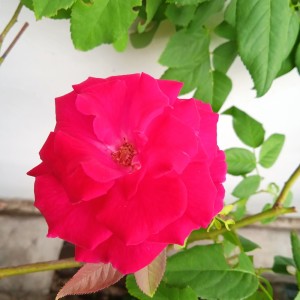 Ammar的专辑Inilah Saatnya Tahajud