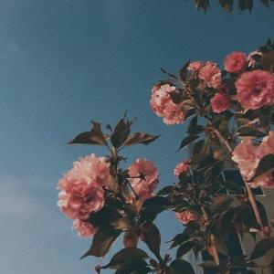 Album Flower Fantasy oleh Various