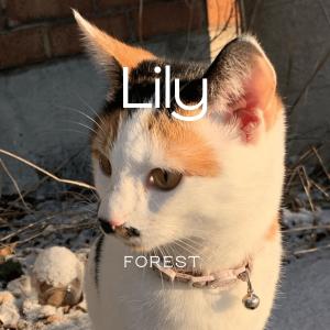 Listen to Lily song with lyrics from Forest