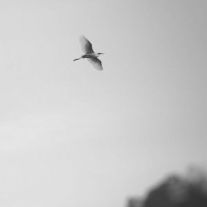 收听林雨的我的爱情迷了路歌词歌曲