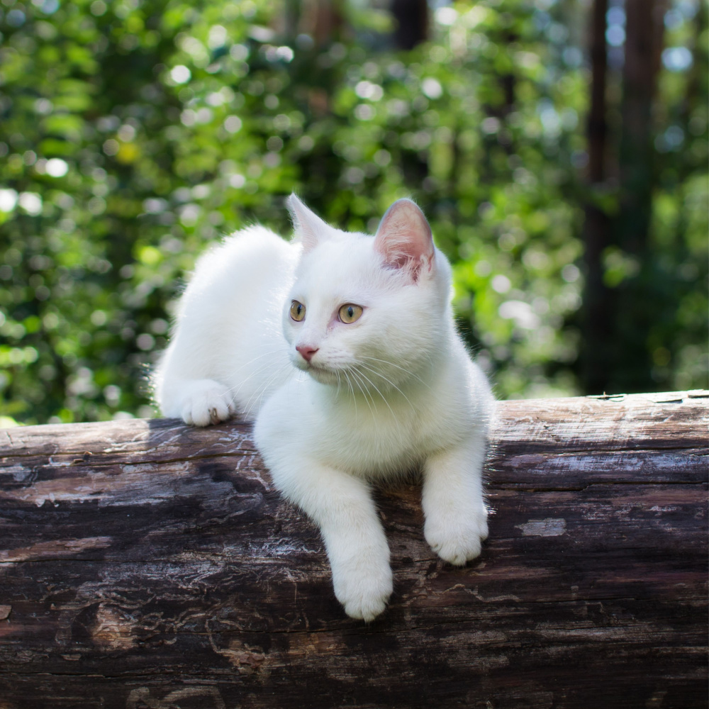 Ambient Purrfection for Feline Friends