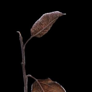 Dengarkan Me Aleje de Aquellos lagu dari Sadman dengan lirik