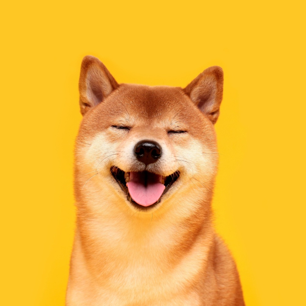 Tranquil Tunes for Dog Bedtime