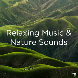Listen to Relaxing Music With Bird Sounds song with lyrics from Nature Sounds