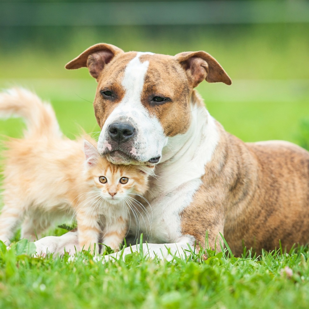 Relaxing Tunes for Pets
