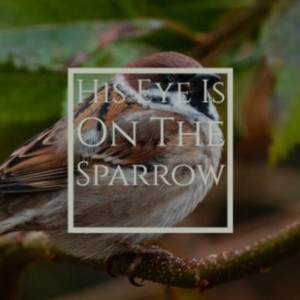 收聽Carmen McRae的His Eye Is on the Sparrow歌詞歌曲