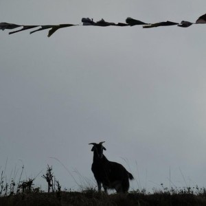 ดาวน์โหลดและฟังเพลง The Desert Tortoise Preservation Society พร้อมเนื้อเพลงจาก Steve Palmer