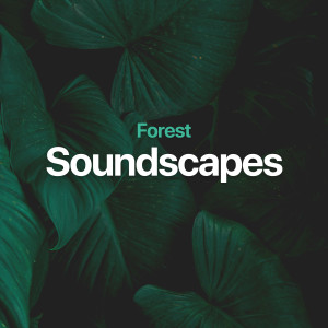 Forest Soundscapes的專輯Forest Soundscapes