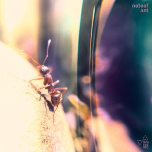 Ant dari noteaf