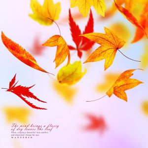 Album Deciduous leaves flying in the wind from Wanderer