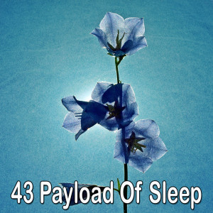 Listen to Beautiful Dreaming song with lyrics from Rest & Relax Nature Sounds Artists